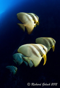 Spadefish during deep dive-Elmo's Reef-Weda Bay, Halmahera by Richard Goluch 